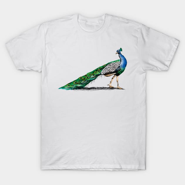 Peacock Sketch T-Shirt by rachelsfinelines